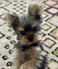 Фото №3. Niedlicher Yorkshire Terrier im Mini-Format... Kontaktieren Sie mich per.  Германия