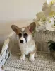 Дополнительные фото: Welpen von Corgi