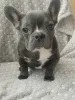 Фото №4. Продажа французского бульдога в Бресте частное объявление - цена договорная