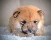 Дополнительные фото: Шиба Ину красивые щенки
