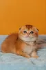 Фото №3. Kocięta rasy Scottish Fold dostępne na sprzedaż. Польша