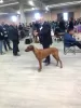 Дополнительные фото: Продаются щенки породы Родезийский Риджбек (Rhodesian Ridgeback)