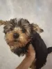 Дополнительные фото: Чистокровные щенки Йокрширского Терьера. 