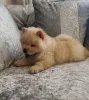 Дополнительные фото: Щенки чау-чау