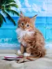 Дополнительные фото: котенок Мальчик Мейн-кун