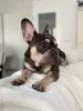 Фото №2 к объявлению №157835 о продаже французского бульдога - купить в Люксембурге частное объявление