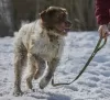 Фото №4. Продажа беспородную в Москва частное объявление - цена Бесплатно