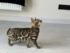 Дополнительные фото: Шикарный Бенгальский кот