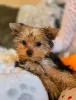 Дополнительные фото: Niedlicher Yorkshire Terrier im Mini-Format... Kontaktieren Sie mich per