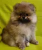 Фото №2 к объявлению №165021 о продаже померанского шпица - купить в Германии 