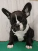 Фото №3. Щенки французского бульдога.  Беларусь