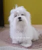 Фото №2 к объявлению №84732 о продаже мальтийскую болонку - купить в Украине из питомника