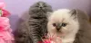 Дополнительные фото: Wunderschöne reinrassige Scottish Fold Langhaar-Kätzchen