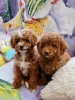Фото №3. Chiots Cavapoo в продаже.  Бельгия