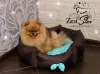 Дополнительные фото: Amazing pomeranian ! Fast delivery! guarantee small size.