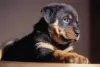 Дополнительные фото: Rottweiler Puppies