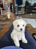 Фото №3. Продаются милые очаровательные щенки мальтийской болонки. Свяжитесь с WhatsApp.  Финляндия