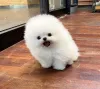 Дополнительные фото: Weiße Pomeranian-Welpen jetzt verfügbar