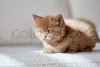 Фото №2 к объявлению №138819 о продаже британская короткошёрстная - купить в Германии из питомника, заводчик