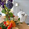 Фото №3. 8 -недельный номер телефона Maltes Puppies; 447537984050.  Литва
