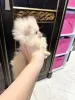 Дополнительные фото: Pomeranski Mini Shpic Pomeranian Spitz Померанские Мини шпицы