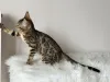 Дополнительные фото: Шикарные Бенгальские котята