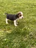 Дополнительные фото: Beagle Puppy