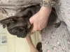 Дополнительные фото: Эксклюзив! Щенки французского бульдога.