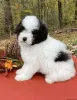 Фото №3. KC Reg Mini Poodle 5 Generation Pedigree.  Великобритания