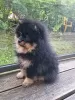 Дополнительные фото: Сute black&tan Pomeranian puppy