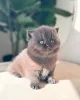 Фото №2 к объявлению №143486 о продаже британская короткошёрстная - купить в Германии заводчик