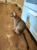 Дополнительные фото: Чаузи chausie котята