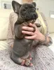 Дополнительные фото: Эксклюзив! Щенки французского бульдога.
