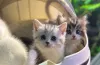 Дополнительные фото: Котята Манчкин