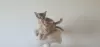 Дополнительные фото: Somali kittens looking for a forever homes