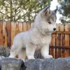 Фото №3. Schattige Siberische Husky-щенок.  Нидерланды