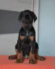 Дополнительные фото: Urocze szczenięta dobermana do adopcji
