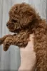 Фото №3. Toy Poodle China , Той пудель китай.  Украина