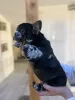 Дополнительные фото: Эксклюзив! Щенки французского бульдога.
