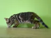 Дополнительные фото: Бенгальский котенок Bengal