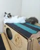 Дополнительные фото: Красивый голубоглазый кот рэгдолл, 18 месяцев, великолепная пушистая шерсть