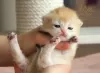 Дополнительные фото: British kittens golden chinshilas