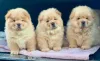 Фото №2 к объявлению №137950 о продаже чау-чау - купить в Германии заводчик