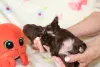 Дополнительные фото: Bolonka Weta FCI Puppy