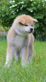 Фото №4. Продажа акита-ину в Киеве заводчик - цена 32063₽