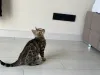 Дополнительные фото: Бенгальская кошка