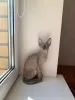 Дополнительные фото: Babycat Cornish Rex