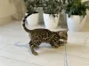 Дополнительные фото: Шикарный Бенгальский мальчик