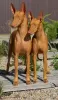 Дополнительные фото: Pharaoh Hound Puppy Boy