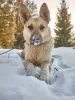 Фото №4. Продажа беспородную в Москва  - цена Бесплатно